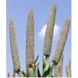 Manufacturers Exporters and Wholesale Suppliers of Bajra Hybrid Seeds Hyderabad Andhra Pradesh